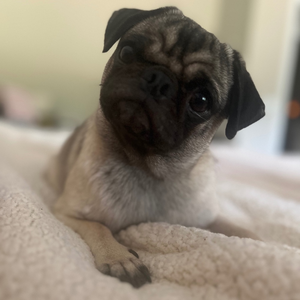 Meet your Posher, Lucy